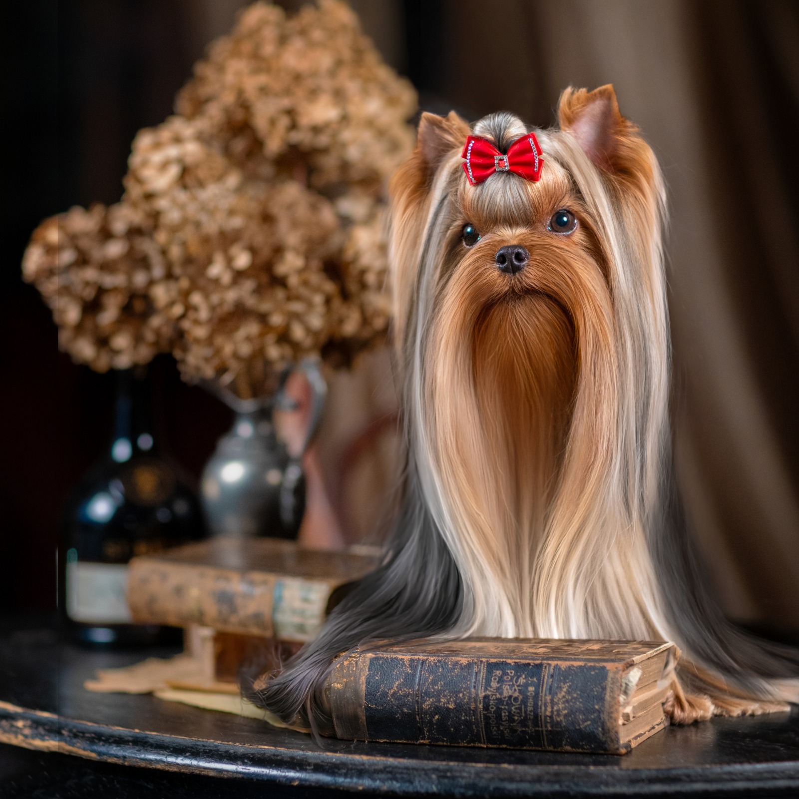 Laranta LARANTA MONTECRISTO FOR YETHOLME &mdash; Labaza DogPedigree YorkshireTerrier